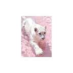 White Tiger in Pink Water completed original artwork on a clean white background