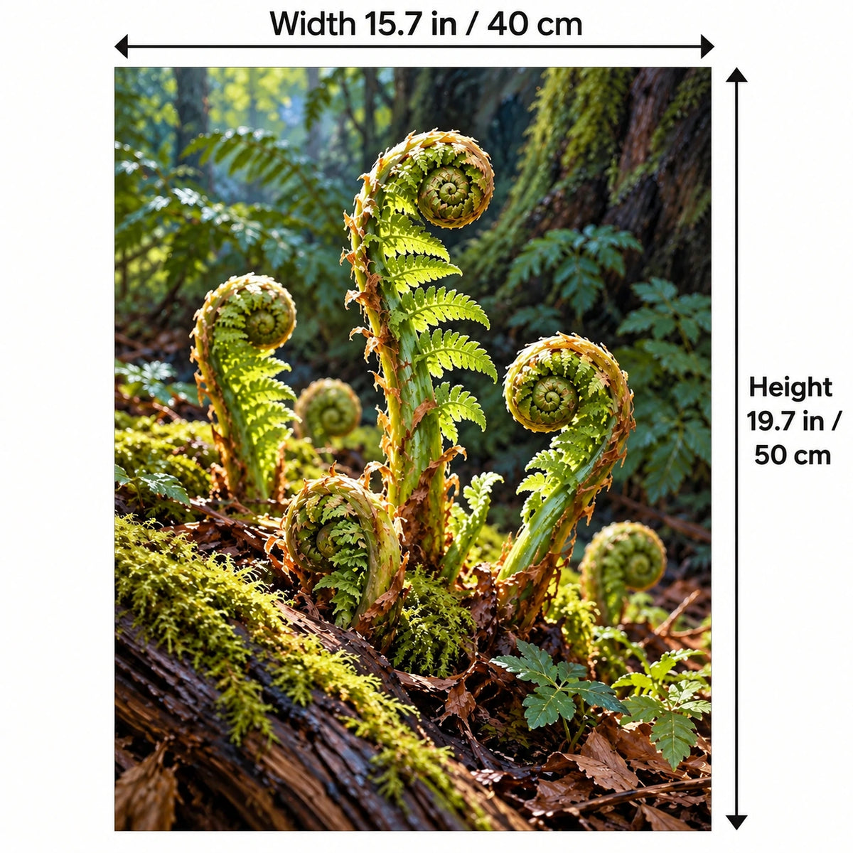 Fern Fiddleheads Unfurling paint by numbers canvas shown with 15.7 × 19.7 in (40 × 50 cm) dimensions