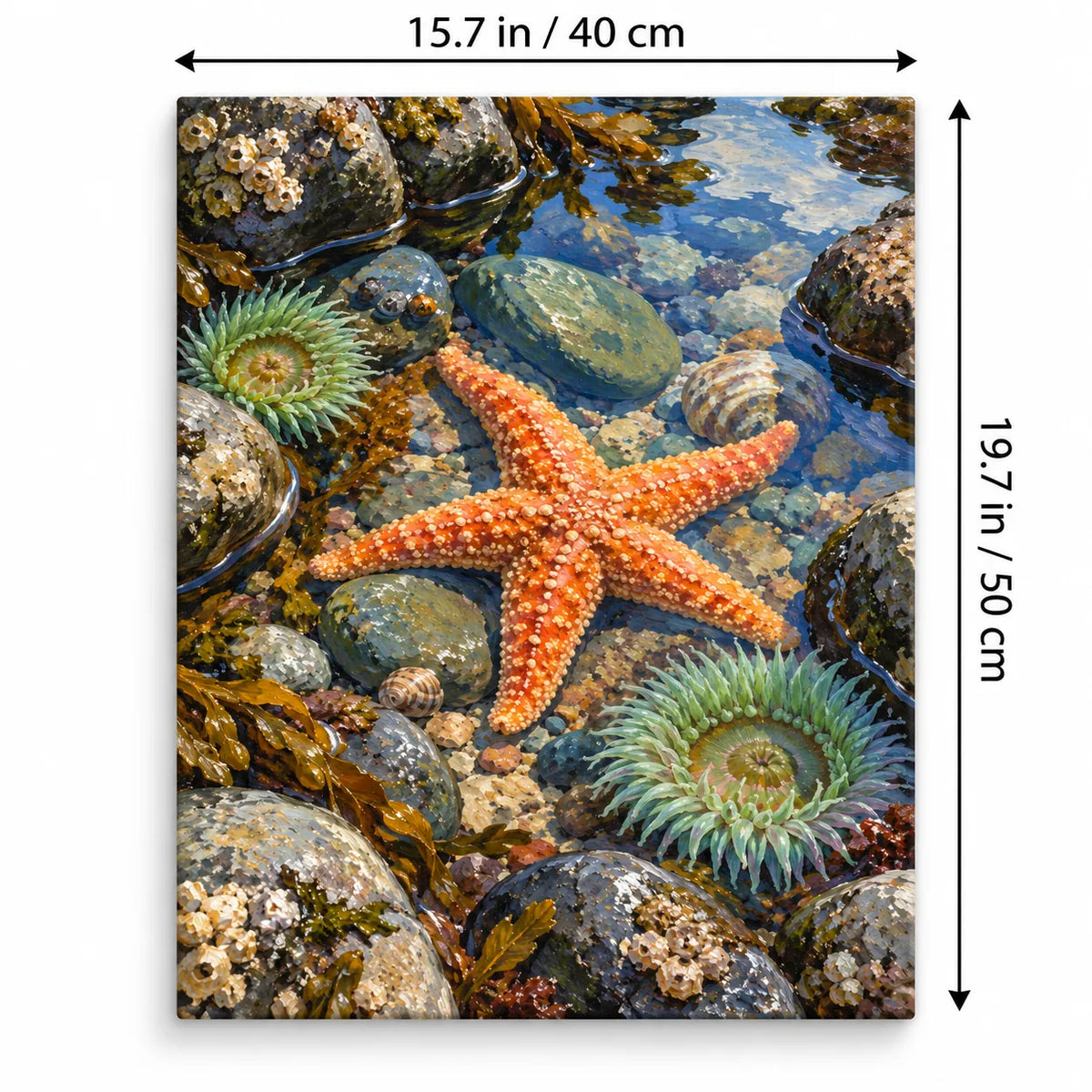 Portrait 40 × 50 cm size guide for the tidal pool starfish anemone paint by numbers kit.