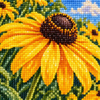 Golden black-eyed Susans in a sunny country field around a white barn: close-up of the diamond drills