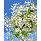 Original artwork for Sunny Daisy Cascade