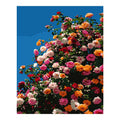 Original artwork for Sunlit Rose Canopy
